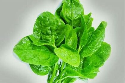 Daun Bayam