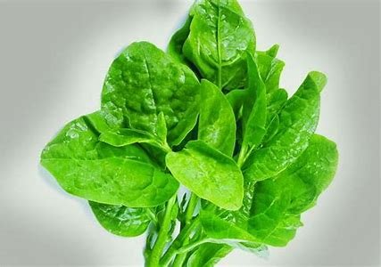 Daun Bayam