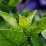 Daun Beluntas