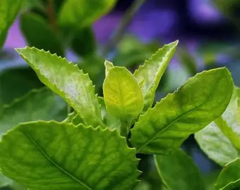 Daun Beluntas