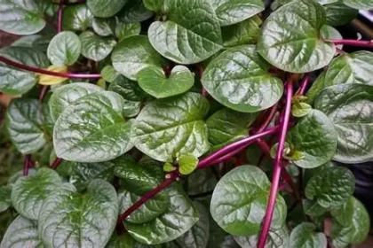 Daun Binahong