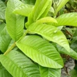 Daun Jambu Biji