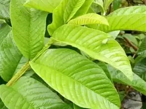 Daun Jambu Biji