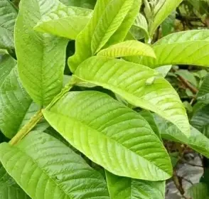 Daun Jambu Biji