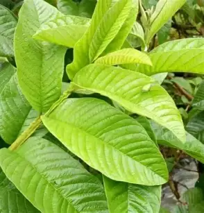 Daun Jambu Biji