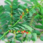 Daun Katuk