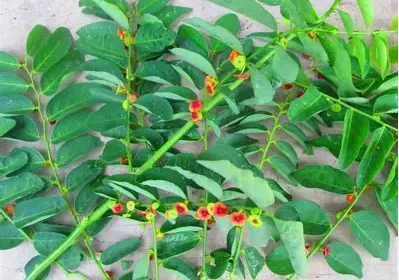 Daun Katuk