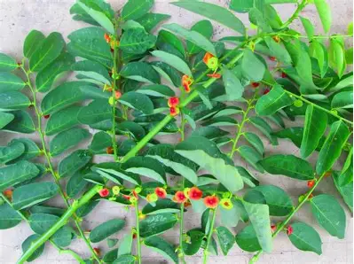 Daun Katuk