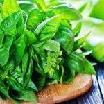 Daun Kemangi