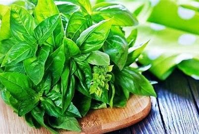 Daun Kemangi