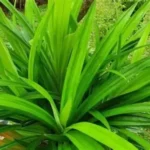 Daun Pandan