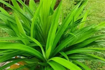 Daun Pandan