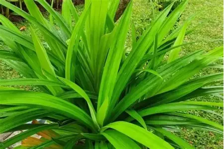 Daun Pandan
