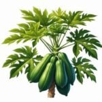 Daun Pepaya