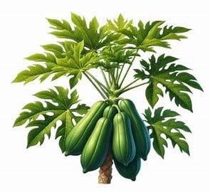 Daun Pepaya