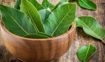 Daun Salam