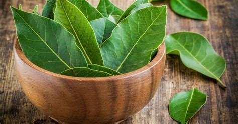 Daun Salam