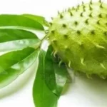 Daun Sirsak