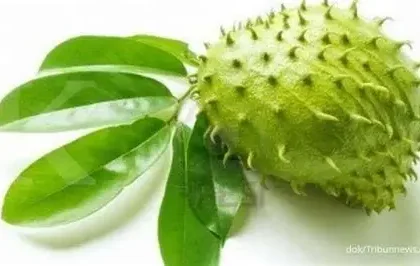 Daun Sirsak