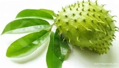 Daun Sirsak