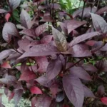 Daun Ungu: Obat Herbal