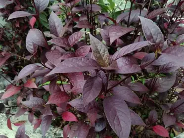 Daun Ungu: Obat Herbal