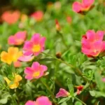 Krokot (Portulaca)
