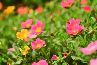 Krokot (Portulaca)