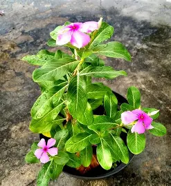 Tapak Dara