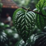 Sudah Tahu? Ini Khasiat Daun Sirih yang Bisa Menyelamatkan Kesehatan Anda