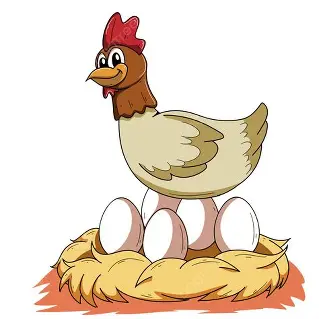 ayam petelur