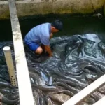 ikan lele