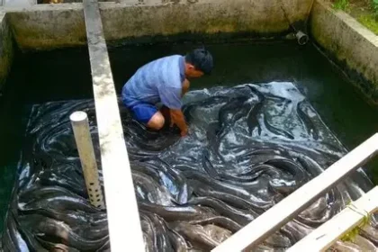 ikan lele