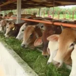 sapi potong