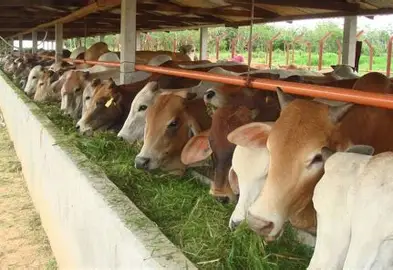 sapi potong