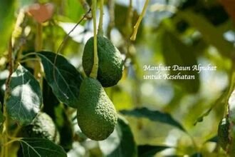 Daun Alpukat