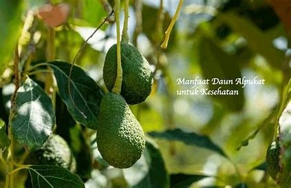 Daun Alpukat