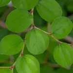 Daun Bidara
