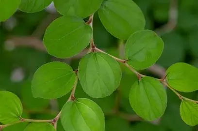 Daun Bidara