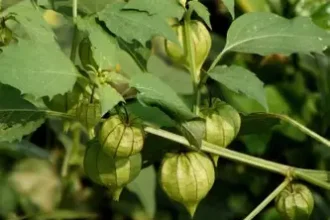 Pohon Ciplukan