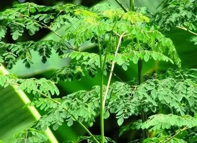 Pohon Kelor