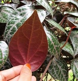 Sirih Merah
